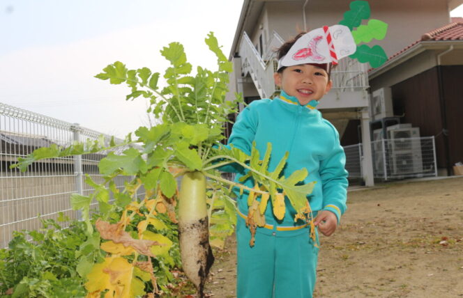 大根の収穫 (すずか幼稚園・第２すずかきしおか幼稚園)