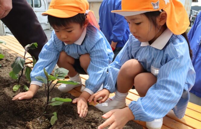 野菜の苗植え🌱(すずか幼稚園)