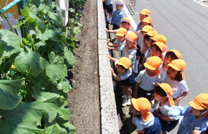 野菜の観察🍆 (すずか幼稚園)