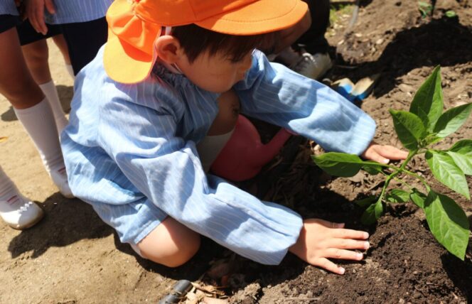 種まき・苗植えをしたよ🌱 (第２すずかきしおか幼稚園)