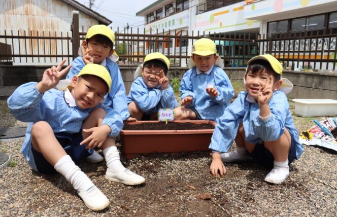 あさがおの種まき (すずか幼稚園)