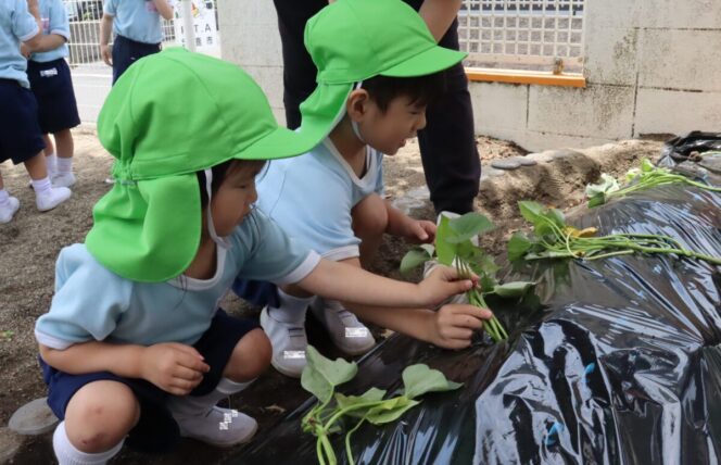 さつまいもの苗植え🍠 (すずか幼稚園)