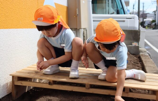 大根の種まき🌱 (すずか幼稚園)