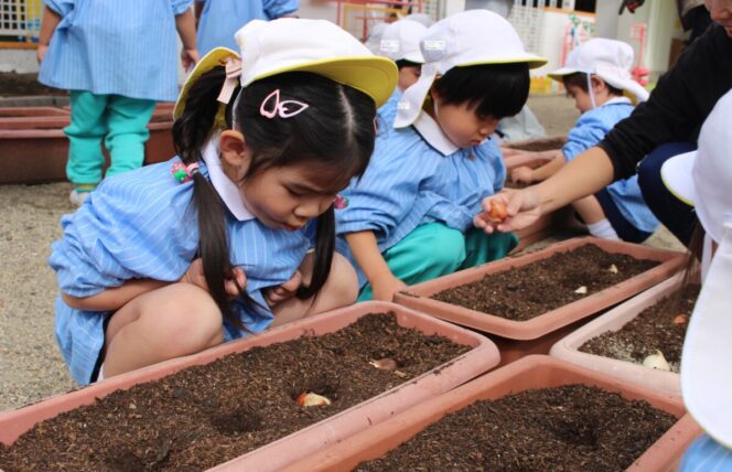 チューリップ🌷 (すずか幼稚園)