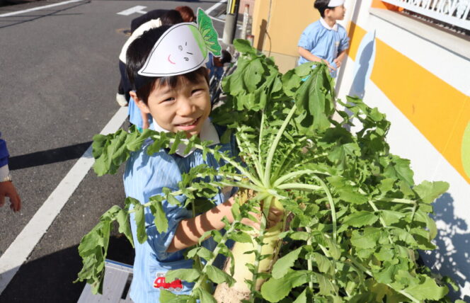 大根の収穫 (すずか幼稚園)