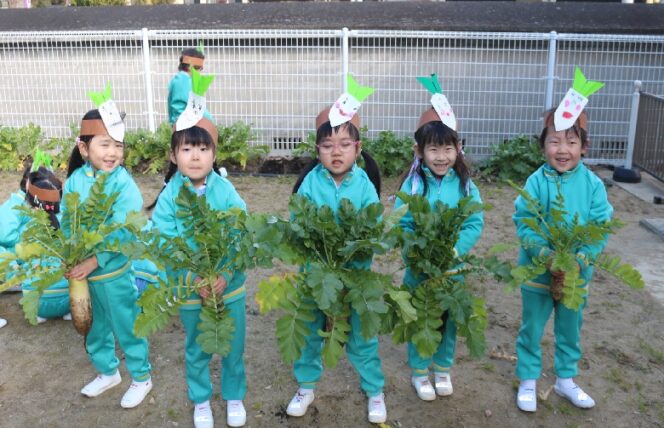 大根の収穫 (第２すずかきしおか幼稚園)