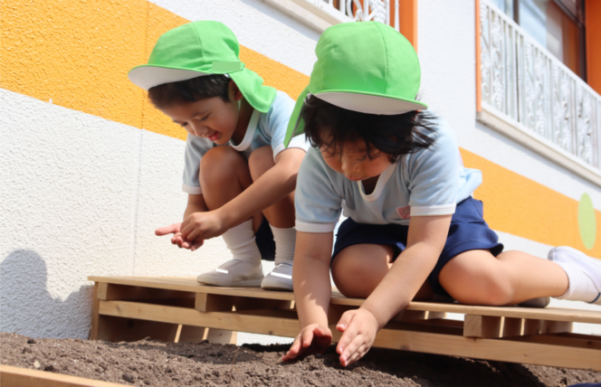 大根の種まき🌱 (すずか幼稚園)